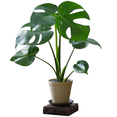 【当天发货】水培大叶龟背竹开背