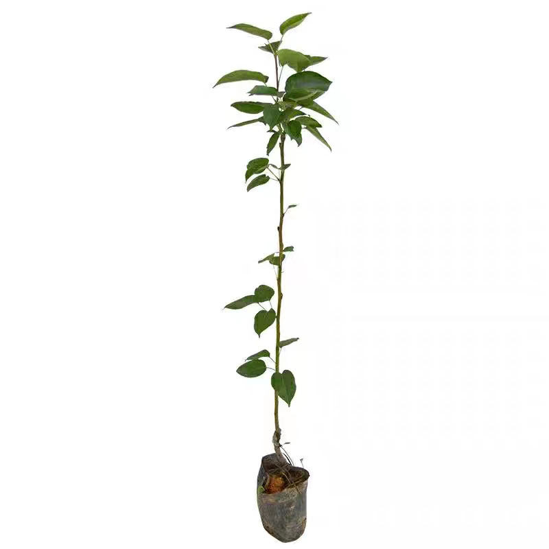 桂花梨树苗带土带叶包成活