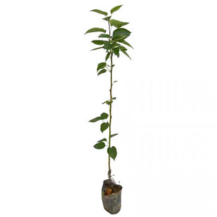 嫁接桂花梨树苗盆栽地栽云南红梨带土带叶甜脆多汁四季可种沙梨苗