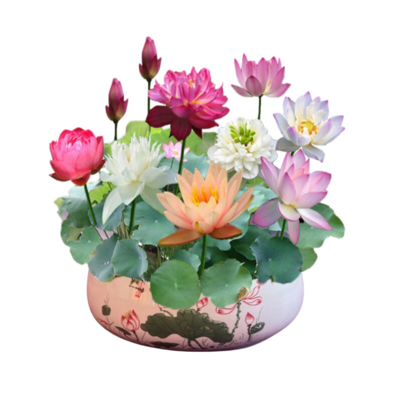 水培碗莲种籽子四季睡莲荷花水养植物种藕缸养盆栽铜钱草草籽种孑