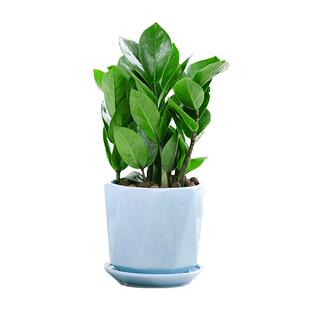 金钱树钱串子室内客厅大绿植盆栽盆景花卉办公室桌面观叶常青植物