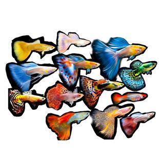 冰蓝孔雀鱼活鱼观赏鱼缸小鱼苗淡水耐活好养自来水金鱼小型热带鱼