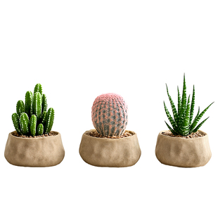 万重山小盆栽仙人球办公室桌面室内多肉仙人掌植物稀有绿植花卉