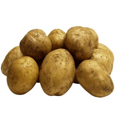 贵州土豆威宁洋芋2023年