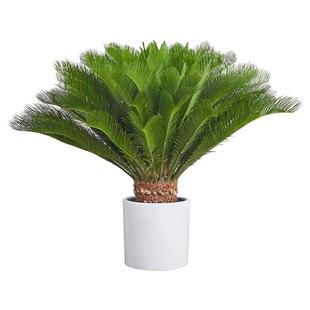 铁树盆栽公母一对室内外大型老桩绿植龙铁树四季常青庭院耐寒植物