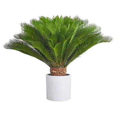 铁树盆栽公母一对室内外大