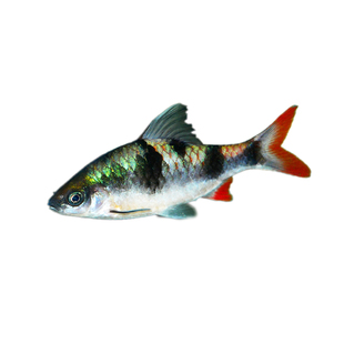 钻石彩虹鲫进口鲤科小型活体群游观赏鱼冷水耐寒易养热带鱼原生鱼