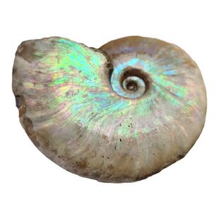 斑彩菊石原皮菊石精品化石科普斑彩螺风神香花博物收藏文创摆件新