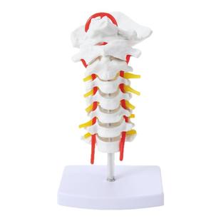 颈椎带颈动脉后枕骨椎间盘神经教学人体关节骨骼解剖一比一大模型