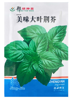 美味大叶荆芥王种子野菜