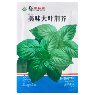 美味大叶荆芥菜种籽盆栽四季大叶荆芥种子野菜荆芥种籽春季孑