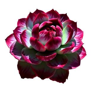 多肉植物 惊鸿仙子卡西欧高端品相佳云南直发趣味庭院阳台盆栽