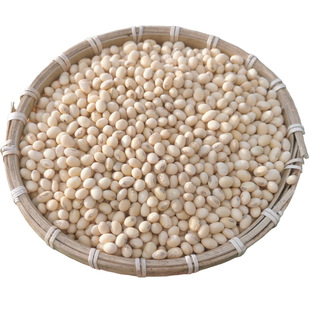 广西老品种黄豆2025新鲜豆农家自种小黄豆打豆浆专用椭圆形笨黄豆