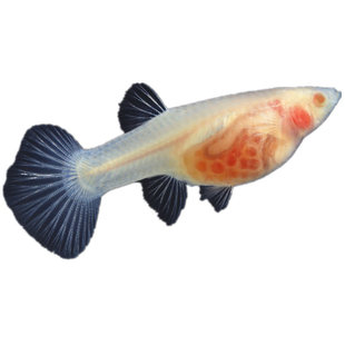 玻璃体孔雀鱼超白大C红头短体黄金玻璃猫玻璃体活体凤尾鱼观赏鱼