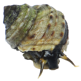 大连特产香波螺鲜活芝麻螺野生海瓜子香波喽小海螺麻辣海鲜新鲜