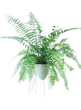 霸王蕨长叶肾蕨阳台吊兰垂吊植物