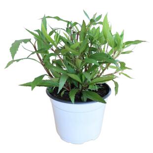 佩兰中草药材苗开花阳台庭院观赏多年生香草植物盆栽克拉香草