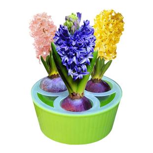 3孔风信子水培花盆玻璃瓶水养水仙花盆 铜钱草花盆客厅摆件插花瓶