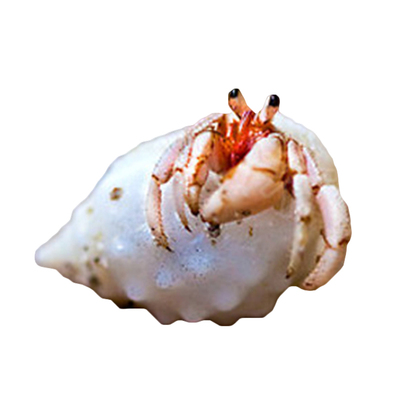寄居蟹海水活体翻砂宠物绿脚蓝脚