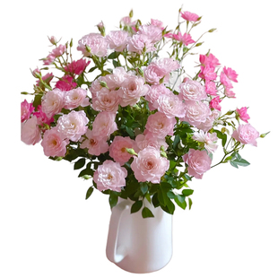 天荷繁星微型月季花苗多头灌木玫瑰蔷薇室内阳台四季开花花卉盆栽