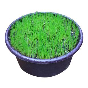 草坪草籽好种易活黑麦草种子护坡绿化固土耐寒高羊茅狗牙根耐踩踏