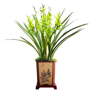 兰花苗墨兰报岁兰 绿云 现带花苞出售室内外庭院好养绿植花卉盆栽