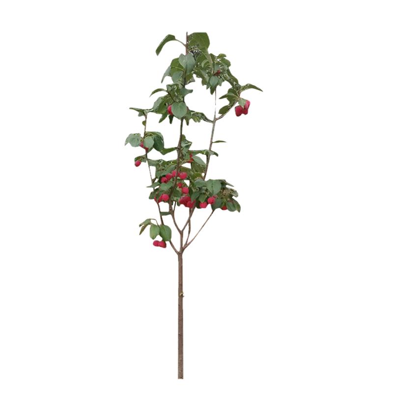 南北方种植果树苗绿欣八棱海棠