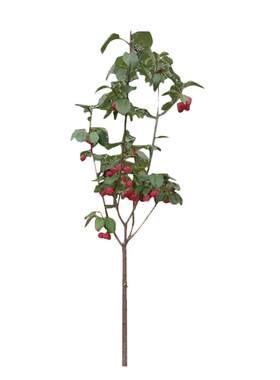 南北方种植果树苗绿欣八棱海棠