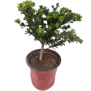 圆叶黑珍珠罗汉松树苗四季红金钻黄芽红芽珍珠原生盆景素材苗绿植