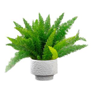 狐尾天门冬盆栽室内客厅室外庭院假山造景好养活耐寒耐热四季绿植