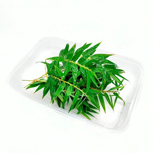 新鲜凤尾竹细叶竹小竹叶 约20片 酒店西餐日料冷艺摆盘点缀装饰