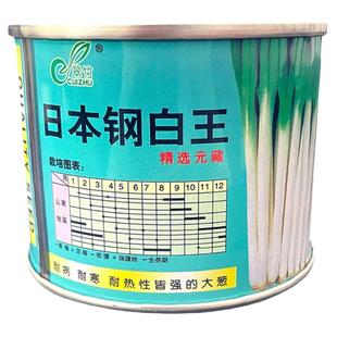 日本进口钢白王大葱种子高白钢葱籽春季秋季章丘巨葱王种孑大田播