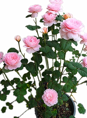 奥斯汀瑞典女王灌木切花多头盆景