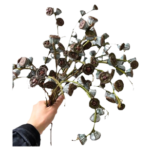 尤加利果天然干花永生花材高级感真花插花束花艺客厅装饰摆设大枝
