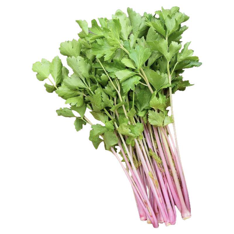 红香芹苗秧寿光高产带土球盆栽