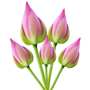 【顺丰】新鲜荷花莲花真鲜花插花莲蓬供佛酒店办公装饰520节日礼
