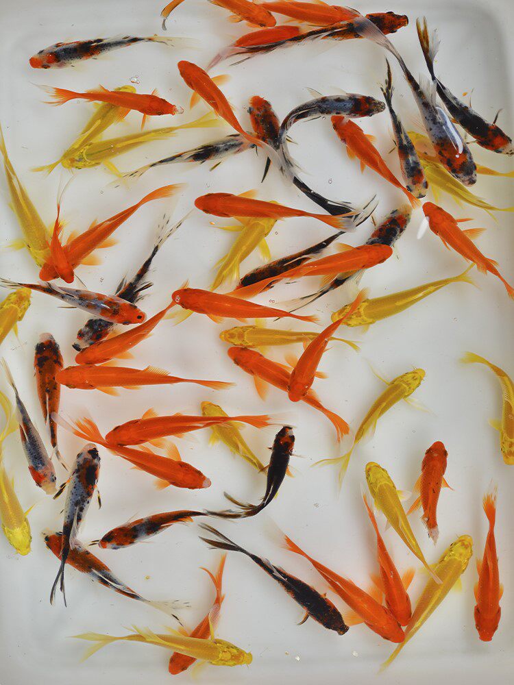 观赏鱼锦鲤鱼草金鱼冷水淡水锦鲫练手鱼鱼小鱼苗黄金锦鲤活鱼