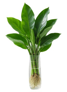 大叶金钻盆栽水培植物绿公主绿植