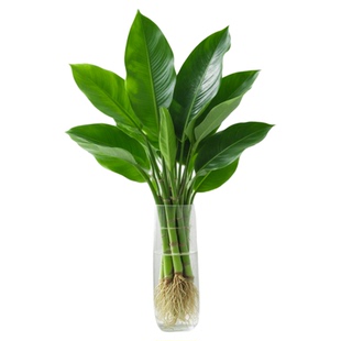 桌摆水培植物大叶金钻绿公主盆栽室内植物四季办公室桌面绿植甲醛