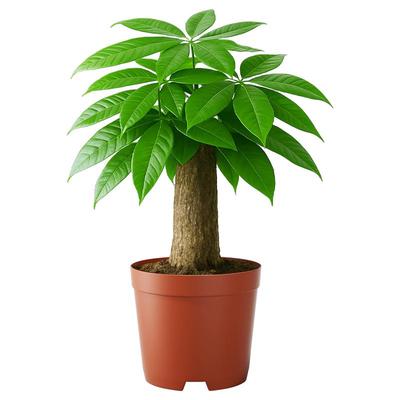 史丹利精品发财树四季常绿招财树