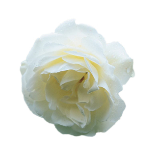 海蒂的花园 直立冰山欧月丰花灌木月季花量大庭院花卉植物盆栽苗