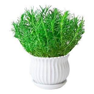 迷迭香盆栽可食用蛋糕装饰家庭室内卧室阳台餐桌好养易活四季绿植