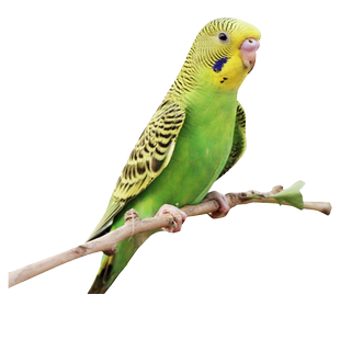 虎皮鹦鹉活鸟中小型会说话的宠物鸟活物手养玄凤幼鸟小鸟活体鸟笼