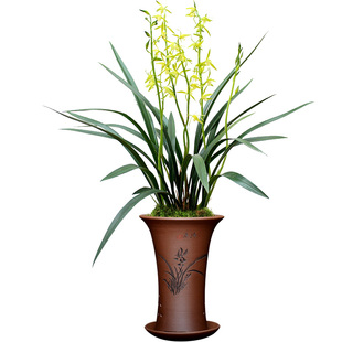 带花苞兰花仙殿白墨大型浓香墨兰苗老种名贵素心兰草浓香花卉植物