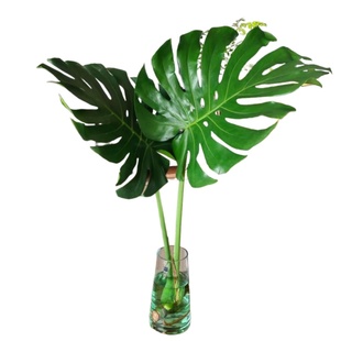 龟背竹水培植物室内大盆栽一棵两叶高颜值大叶绿植好养活四季绿植