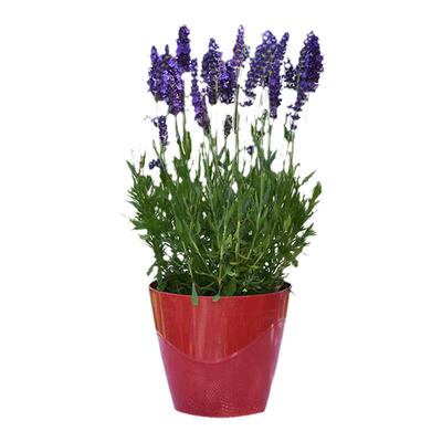 塔莎的花园薰衣草草花多年生助眠
