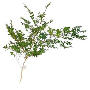 美男树水培植物吊钟平替鲜切枝条日系室内在树下非马醉木绿植盆栽