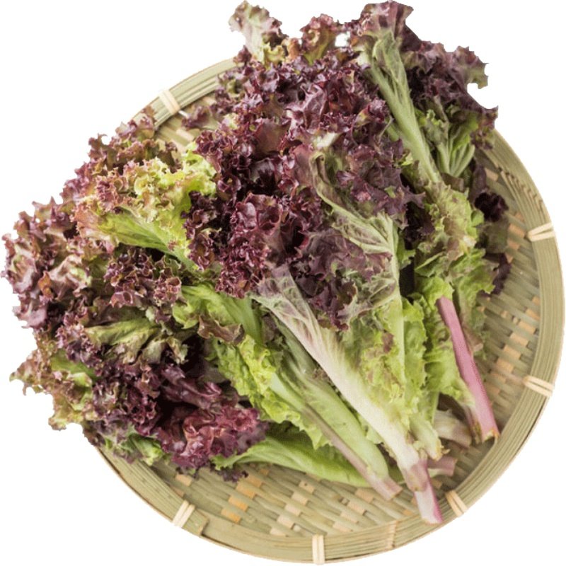 新鲜红叶生菜500g蔬菜沙拉轻食西餐色拉食材紫叶生菜罗莎红生菜