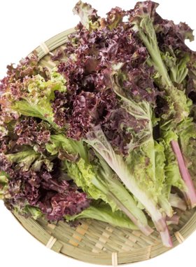 新鲜红叶生菜500g罗莎红