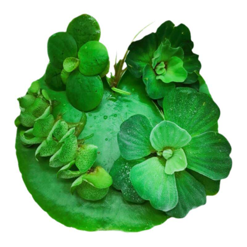 水草鱼缸造景浮萍有根活净化水质微景观水培水生绿植鱼池四季包邮